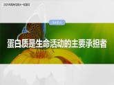第一单元　第四课时　蛋白质是生命活动的主要承担者-2025年高考生物大一轮复习（课件+讲义+练习）