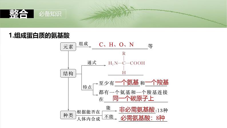 第一单元　第四课时　蛋白质是生命活动的主要承担者-2025年高考生物大一轮复习（课件+讲义+练习）07