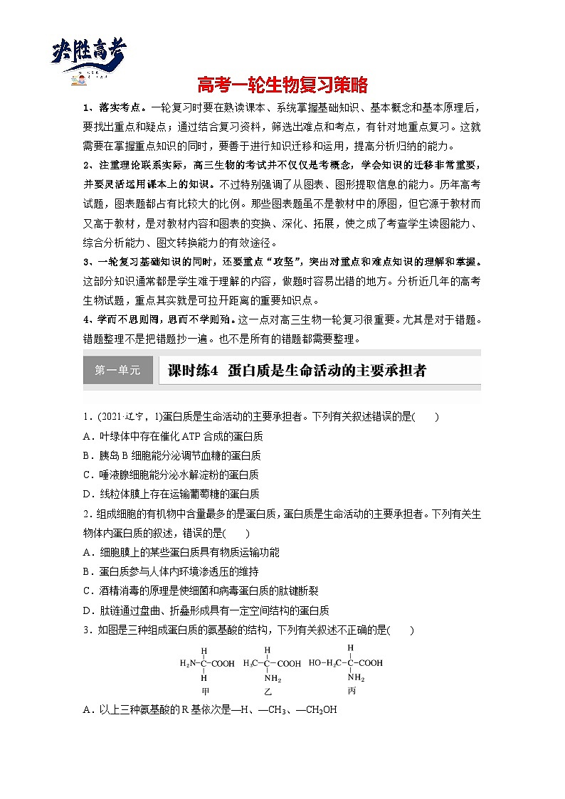 第一单元　第四课时　蛋白质是生命活动的主要承担者-2025年高考生物大一轮复习（课件+讲义+练习）01