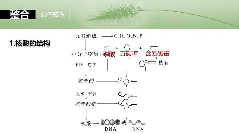 第一单元　第五课时　核酸是遗传信息的携带者-2025年高考生物大一轮复习（课件+讲义+练习）07