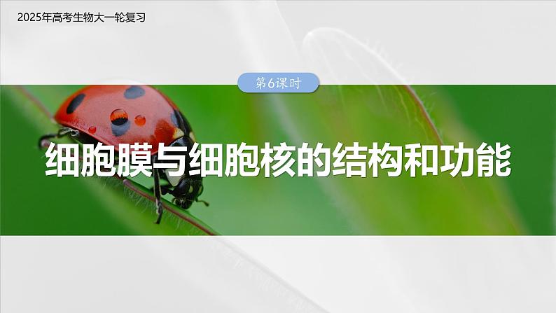 第二单元　第六课时　细胞膜与细胞核的结构和功能-2025年高考生物大一轮复习（课件+讲义+练习）03