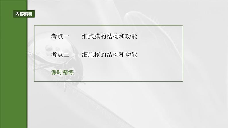 第二单元　第六课时　细胞膜与细胞核的结构和功能-2025年高考生物大一轮复习（课件+讲义+练习）05