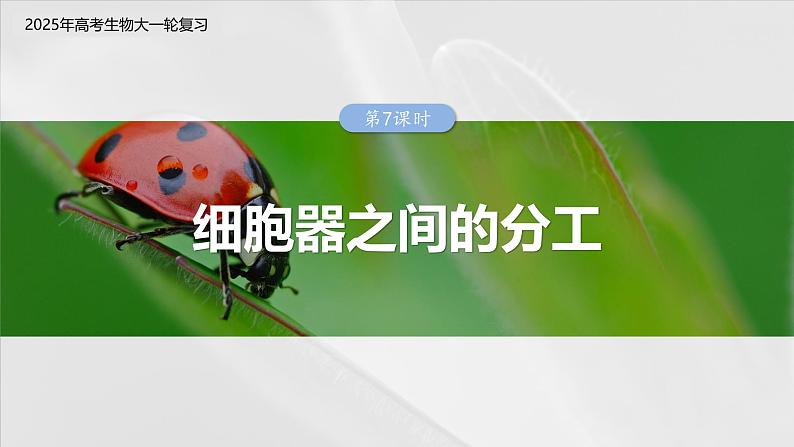 第二单元　第七课时　细胞器之间的分工-2025年高考生物大一轮复习（课件+讲义+练习）03