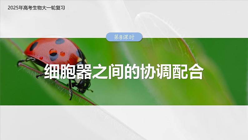 第二单元　第八课时　细胞器之间的协调配合-2025年高考生物大一轮复习（课件+讲义+练习）03