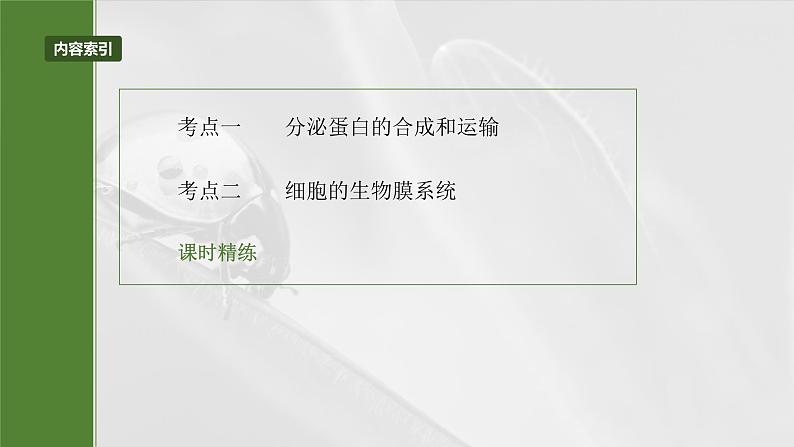 第二单元　第八课时　细胞器之间的协调配合-2025年高考生物大一轮复习（课件+讲义+练习）05