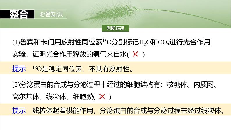 第二单元　第八课时　细胞器之间的协调配合-2025年高考生物大一轮复习（课件+讲义+练习）08