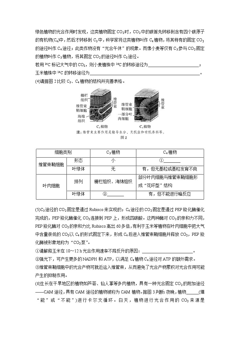 第三单元　专题突破2　不同生物固定二氧化碳的方式比较-2025年高考生物大一轮复习（课件+讲义+练习）02