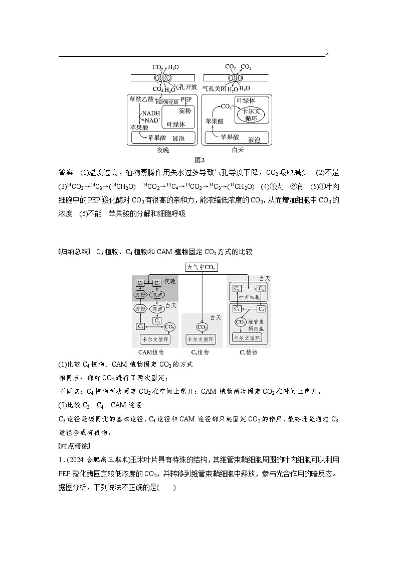 第三单元　专题突破2　不同生物固定二氧化碳的方式比较-2025年高考生物大一轮复习（课件+讲义+练习）03