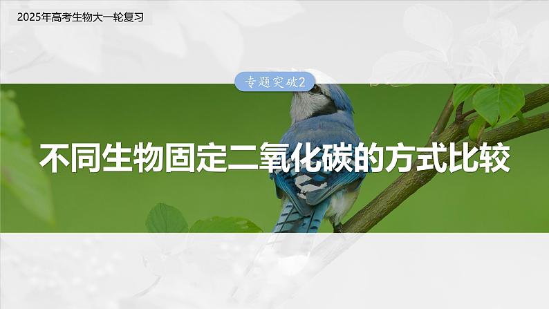 第三单元　专题突破2　不同生物固定二氧化碳的方式比较第3页