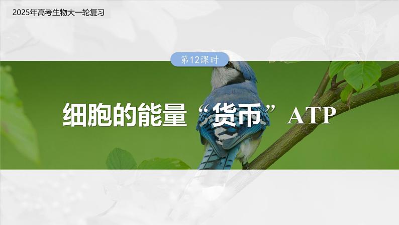 第三单元　第十二课时　细胞的能量“货币”ATP-2025年高考生物大一轮复习（课件+讲义+练习）03