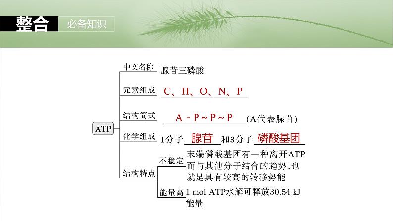 第三单元　第十二课时　细胞的能量“货币”ATP-2025年高考生物大一轮复习（课件+讲义+练习）07