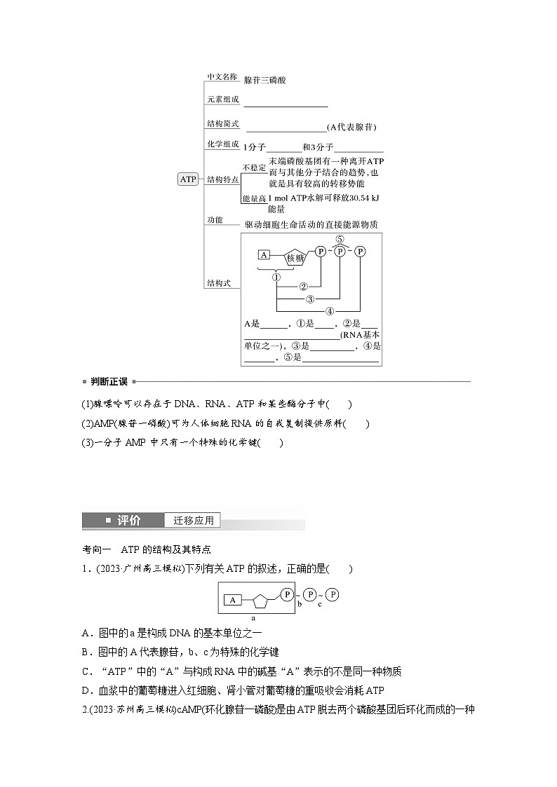 第三单元　第12课时　细胞的能量“货币”ATP-2025年高考生物大一轮复习（课件+讲义+练习）学生版第2页