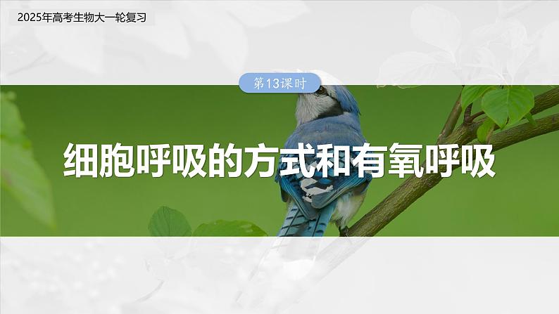 第三单元　第十三课时　细胞呼吸的方式和有氧呼吸-2025年高考生物大一轮复习（课件+讲义+练习）03