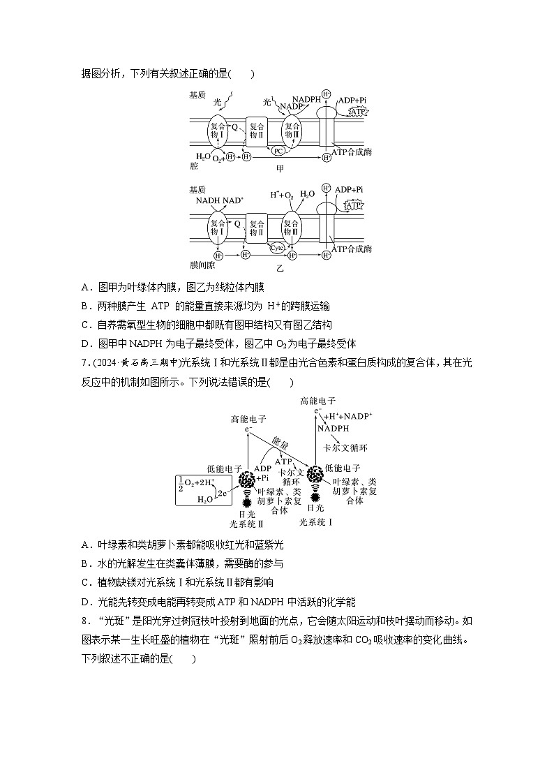 第三单元　课时练16  光合作用的原理-2025年高考生物大一轮复习（课件+讲义+练习）专练第3页