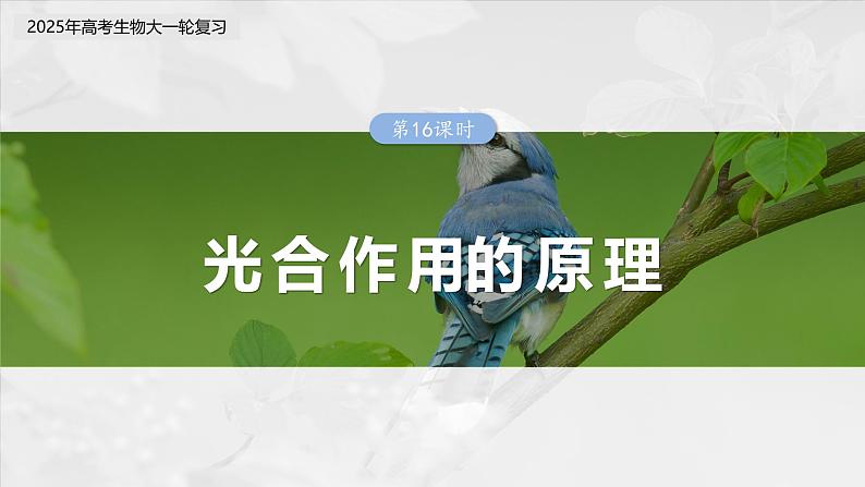 第三单元　第十六课时　光合作用的原理-2025年高考生物大一轮复习（课件+讲义+练习）03