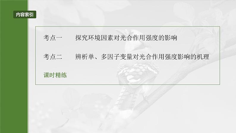 第三单元　第十七课时　光合作用的影响因素及其应用-2025年高考生物大一轮复习（课件+讲义+练习）05