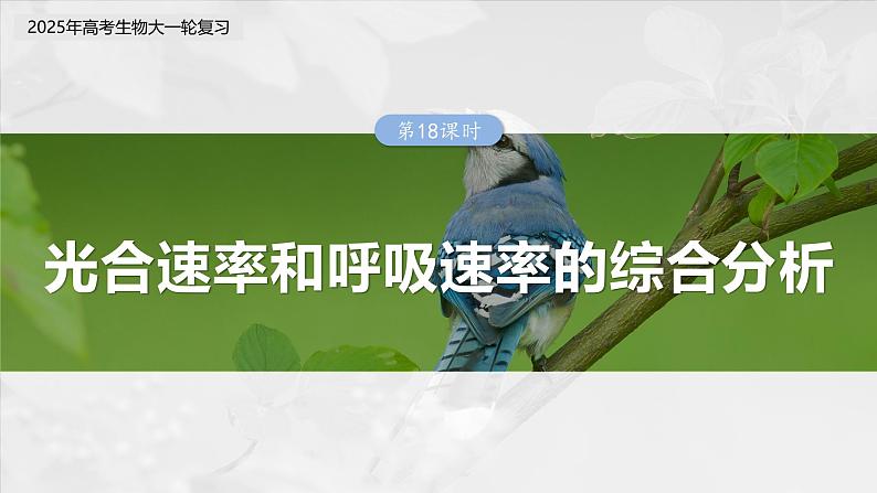 第三单元　第十八课时　光合速率和呼吸速率的综合分析-2025年高考生物大一轮复习（课件+讲义+练习）03