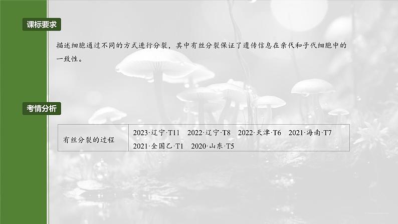 第四单元　第十九课时　细胞的增殖-2025年高考生物大一轮复习（课件+讲义+练习）04