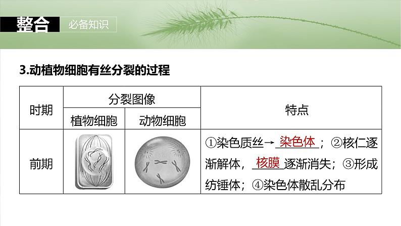 第四单元　第十九课时　细胞的增殖-2025年高考生物大一轮复习（课件+讲义+练习）07