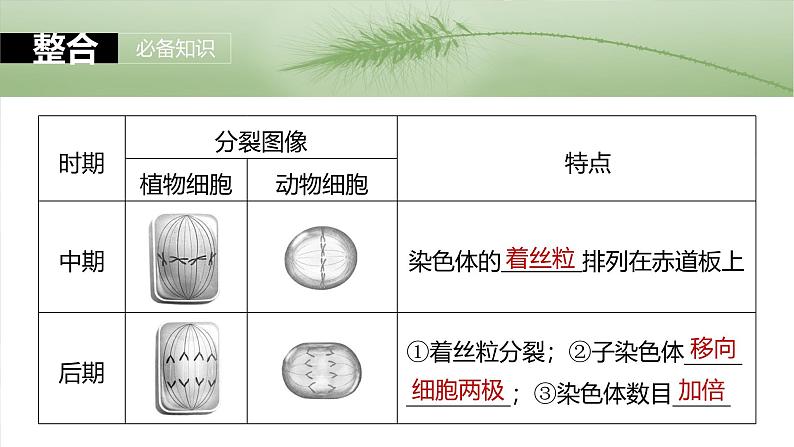 第四单元　第十九课时　细胞的增殖-2025年高考生物大一轮复习（课件+讲义+练习）08