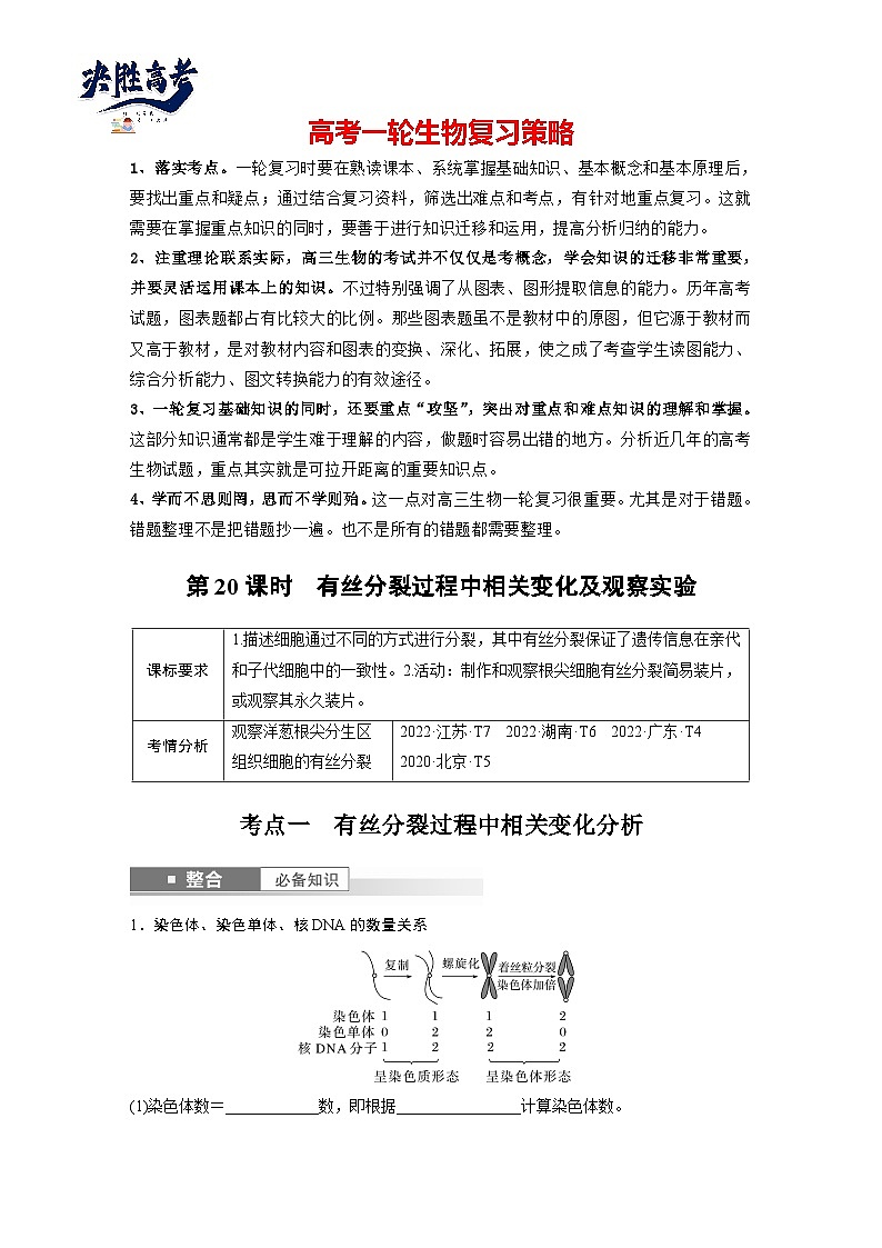 第四单元　第二十课时　有丝分裂过程中相关变化及观察实验-2025年高考生物大一轮复习（课件+讲义+练习）01