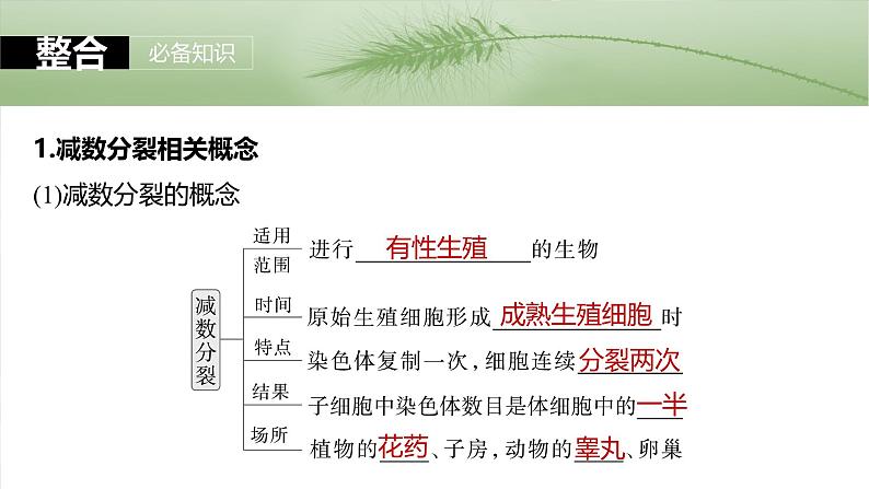 第四单元　第二十一课时　减数分裂和受精作用-2025年高考生物大一轮复习（课件+讲义+练习）05