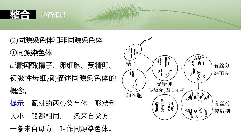 第四单元　第二十一课时　减数分裂和受精作用-2025年高考生物大一轮复习（课件+讲义+练习）06