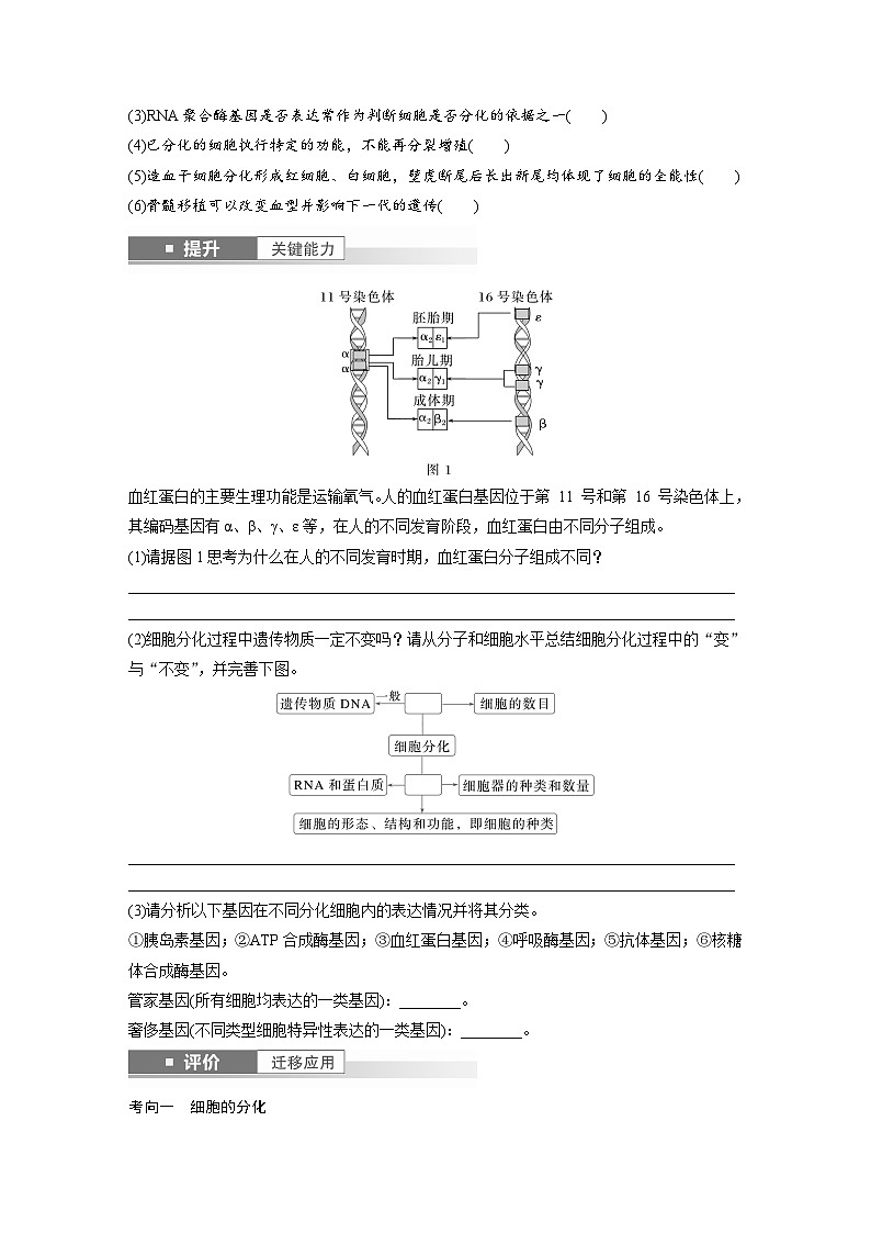 第四单元　第23课时　细胞的分化、衰老和死亡-2025年高考生物大一轮复习（课件+讲义+练习）学生版第3页
