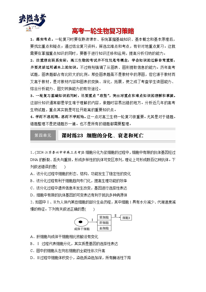 第四单元  课时练23  细胞的分化、衰老和死亡-2025年高考生物大一轮复习（课件+讲义+练习）专练第1页