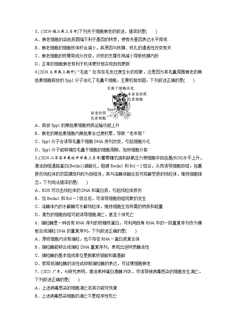 第四单元  课时练23  细胞的分化、衰老和死亡-2025年高考生物大一轮复习（课件+讲义+练习）专练第2页