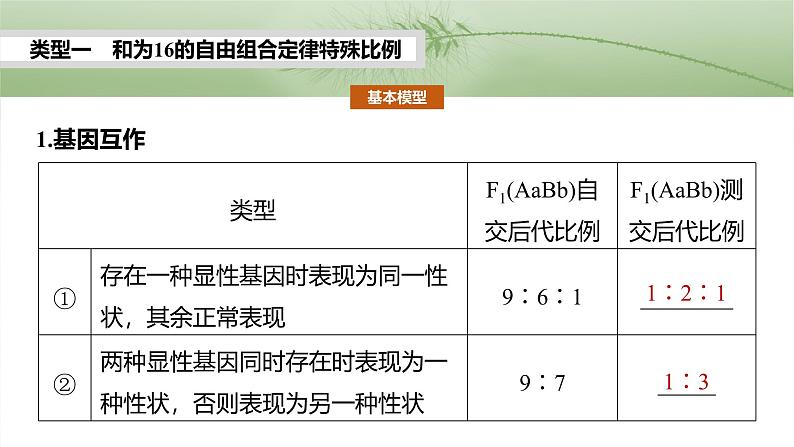 第五单元　专题突破6　自由组合定律中的特殊分离比-2025年高考生物大一轮复习（课件+讲义+练习）05