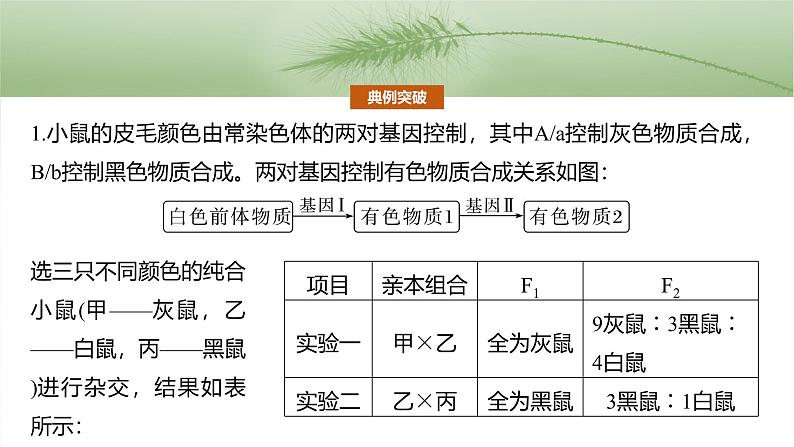 第五单元　专题突破6　自由组合定律中的特殊分离比-2025年高考生物大一轮复习（课件+讲义+练习）07