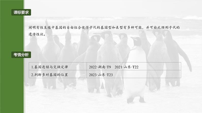 第五单元　专题突破7　探究不同对基因在常染色体上的位置第4页