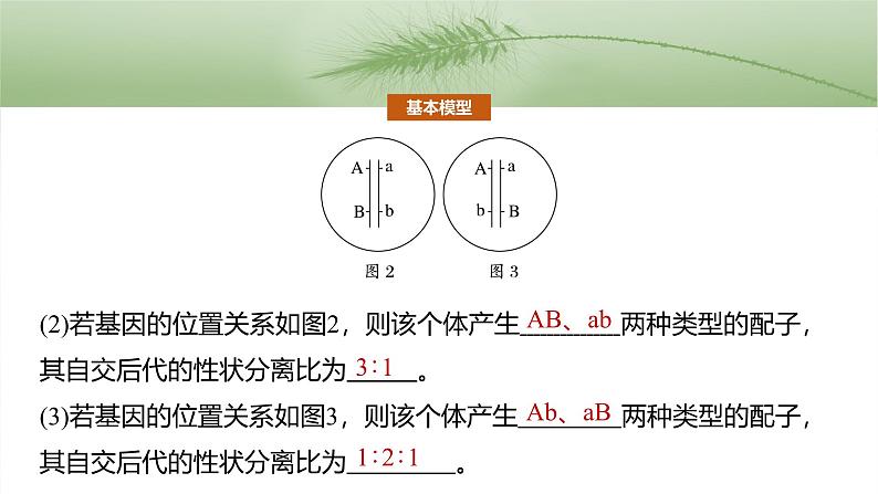 第五单元　专题突破7　探究不同对基因在常染色体上的位置第6页