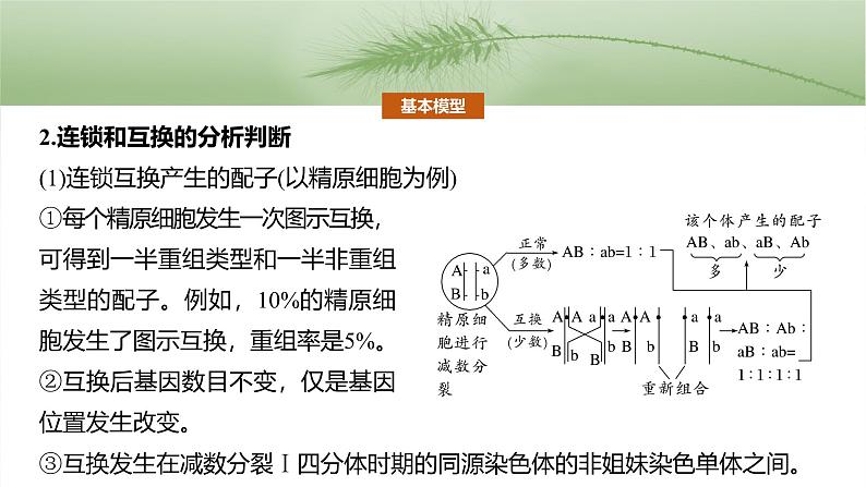 第五单元　专题突破7　探究不同对基因在常染色体上的位置第7页