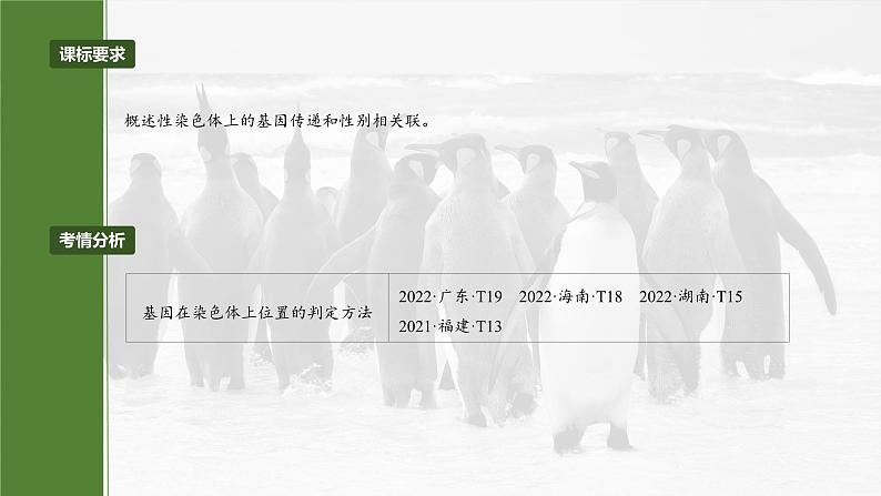 第五单元　专题突破8　基因在性染色体上的位置判断-2025年高考生物大一轮复习（课件+讲义+练习）04