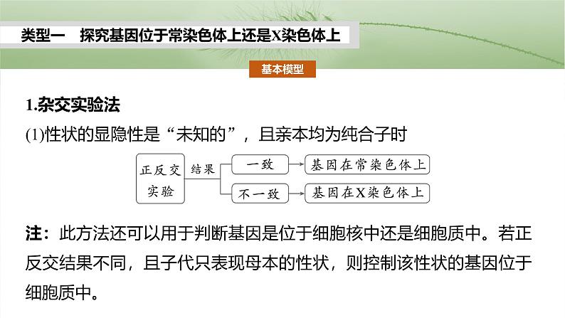 第五单元　专题突破8　基因在性染色体上的位置判断-2025年高考生物大一轮复习（课件+讲义+练习）05