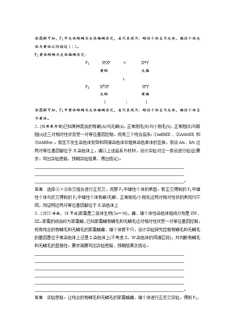 第五单元　专题突破8　基因在性染色体上的位置判断-2025年高考生物大一轮复习（课件+讲义+练习）03
