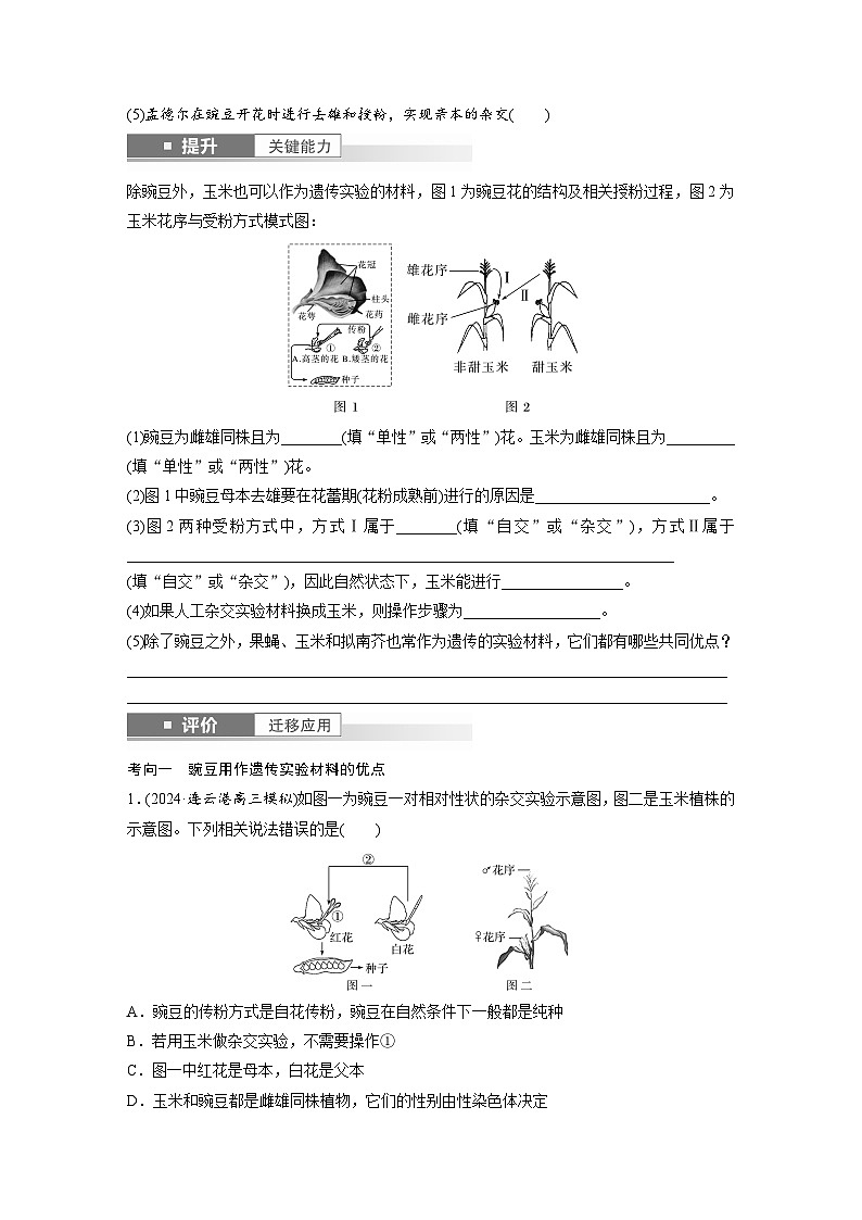 第五单元　第二十四课时　一对相对性状的杂交实验-2025年高考生物大一轮复习（课件+讲义+练习）03