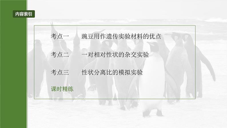 第五单元　第二十四课时　一对相对性状的杂交实验-2025年高考生物大一轮复习（课件+讲义+练习）05