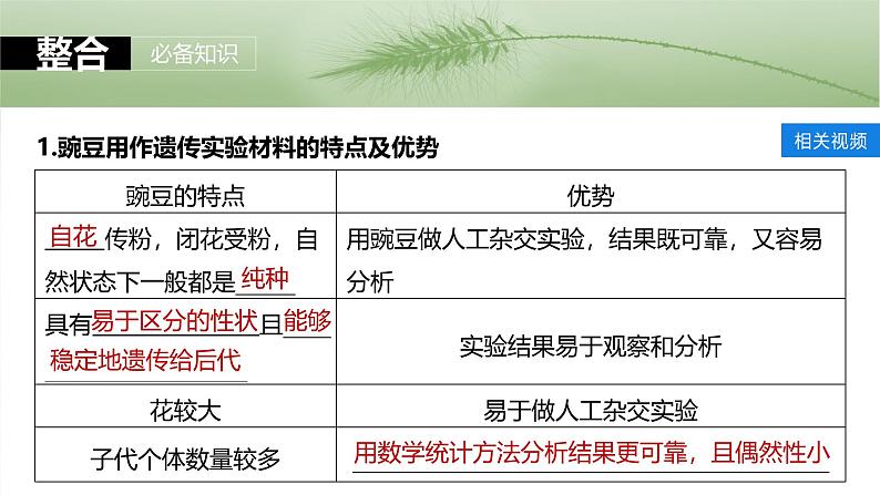 第五单元　第二十四课时　一对相对性状的杂交实验-2025年高考生物大一轮复习（课件+讲义+练习）07