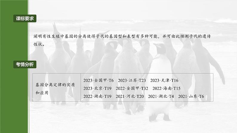 第五单元　第二十五课时　分离定律的概率计算和常规应用-2025年高考生物大一轮复习（课件+讲义+练习）04