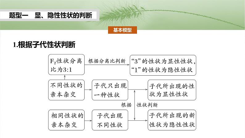 第五单元　第二十五课时　分离定律的概率计算和常规应用-2025年高考生物大一轮复习（课件+讲义+练习）05