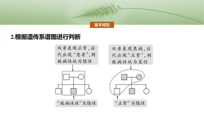 第五单元　第二十五课时　分离定律的概率计算和常规应用-2025年高考生物大一轮复习（课件+讲义+练习）06