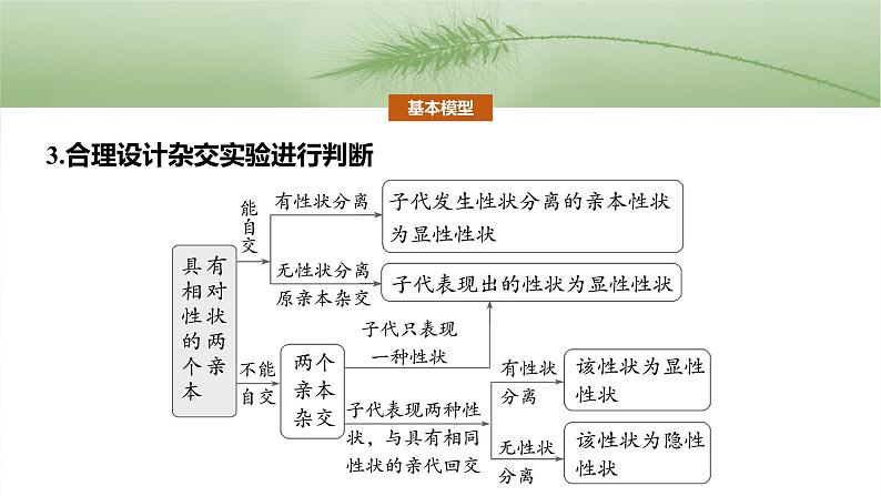 第五单元　第二十五课时　分离定律的概率计算和常规应用-2025年高考生物大一轮复习（课件+讲义+练习）07