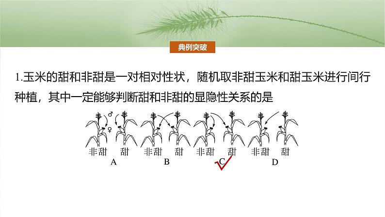 第五单元　第二十五课时　分离定律的概率计算和常规应用-2025年高考生物大一轮复习（课件+讲义+练习）08