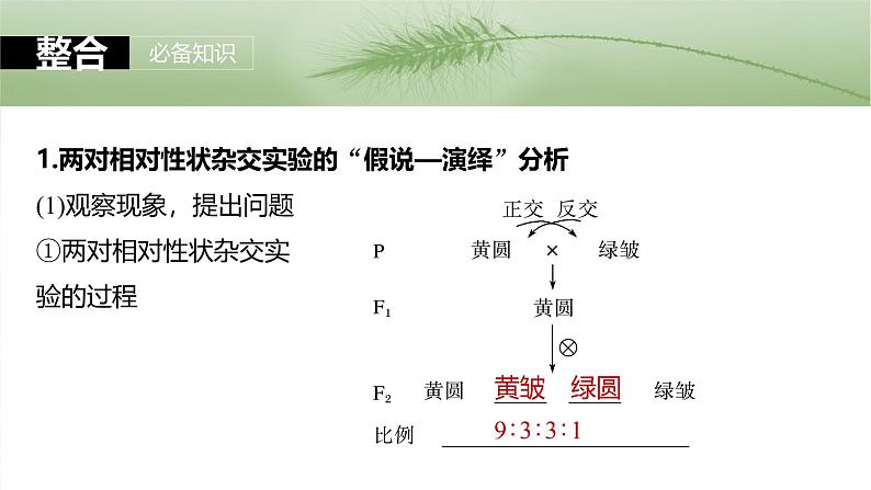 第五单元　第二十六课时　自由组合定律-2025年高考生物大一轮复习（课件+讲义+练习）07