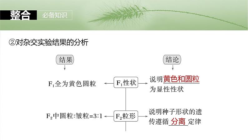 第五单元　第二十六课时　自由组合定律-2025年高考生物大一轮复习（课件+讲义+练习）08