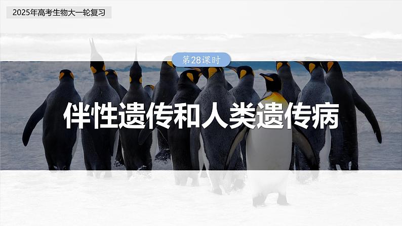 第五单元　第二十八课时　伴性遗传和人类遗传病-2025年高考生物大一轮复习（课件+讲义+练习）03