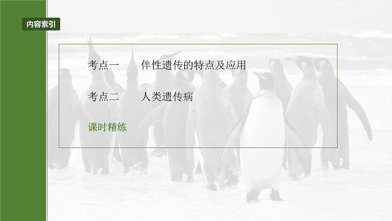 第五单元　第二十八课时　伴性遗传和人类遗传病-2025年高考生物大一轮复习（课件+讲义+练习）05